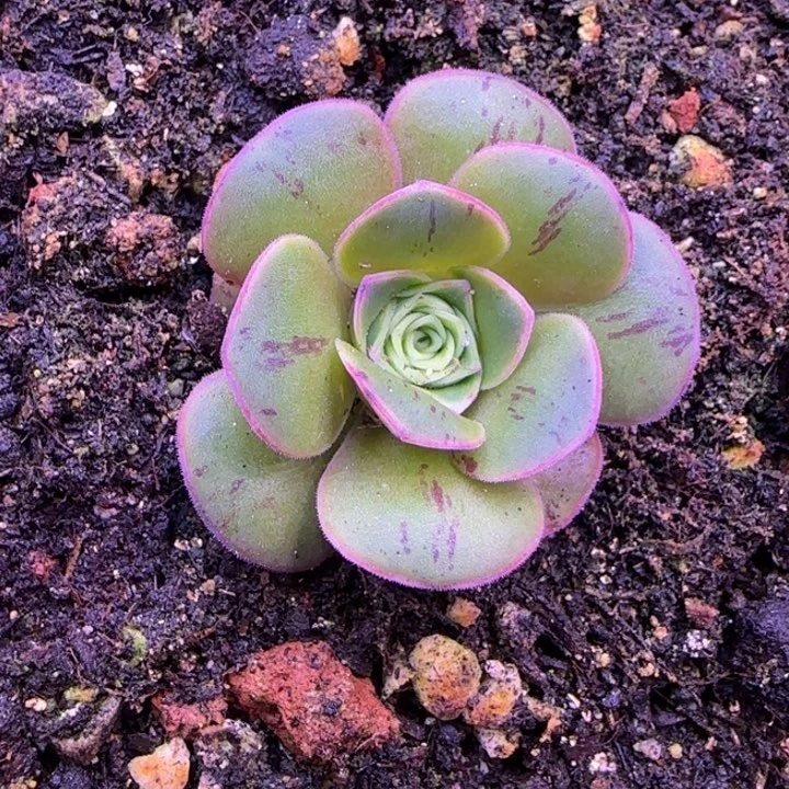 小****妮福利5856966669668695556665