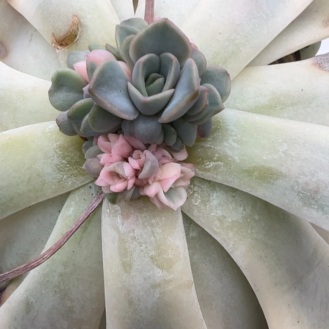 ****葱东云锦，覆轮锦侧头预定第二