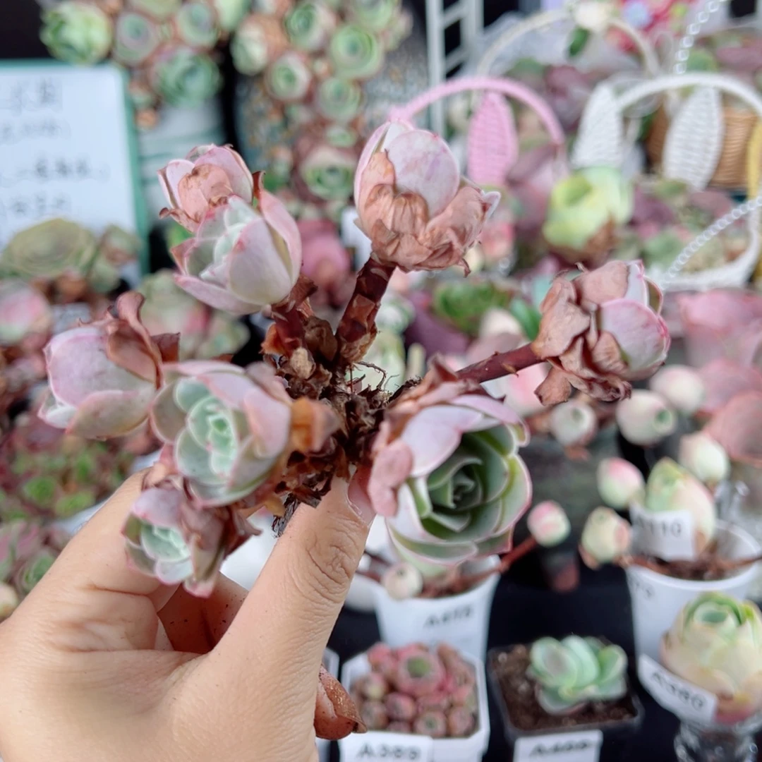 416地中海花园飘枝群。