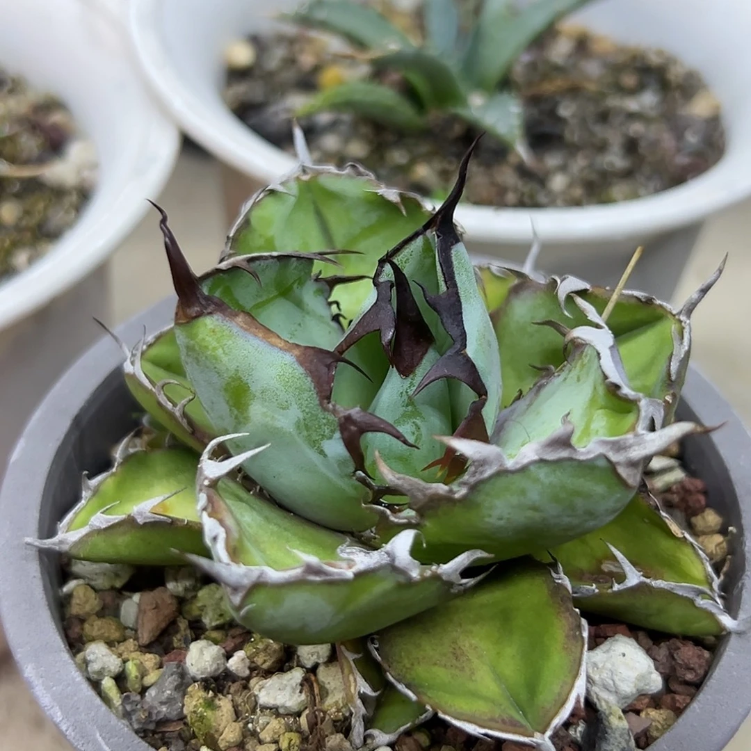 蓝鲸一物一拍偏远不包邮不退不换