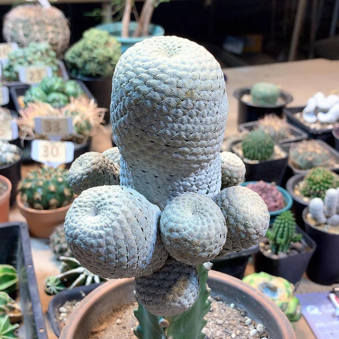 鱼鳞大戟