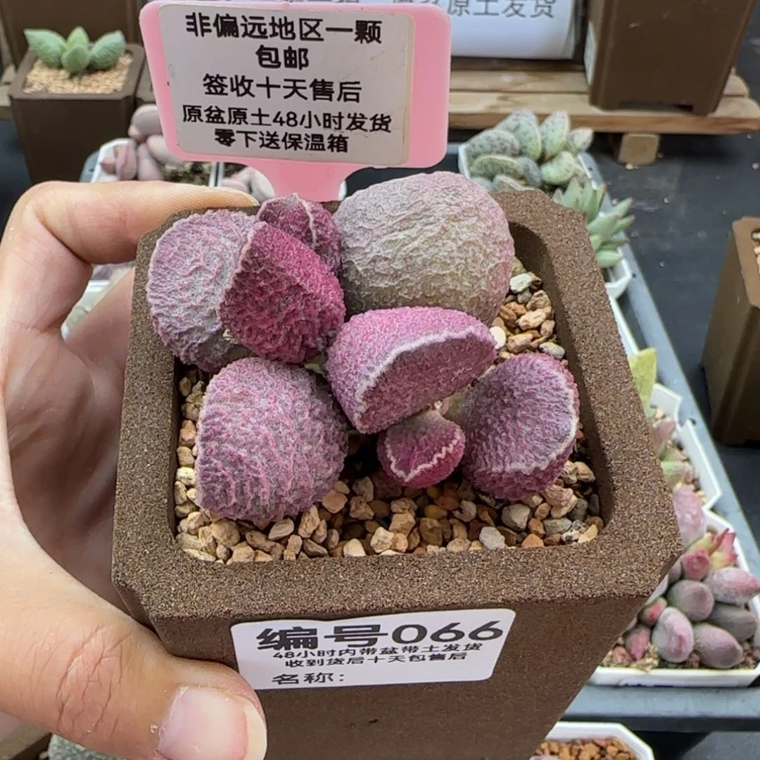 朱**叶066丸叶哈莫猪肝多肉