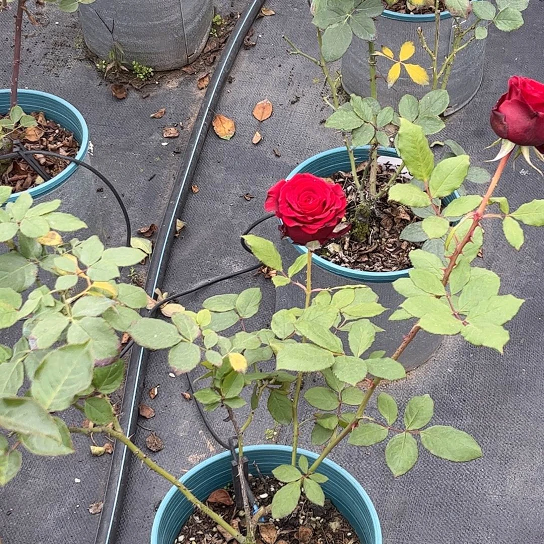 无花朵女王，1.8加仑土球发货