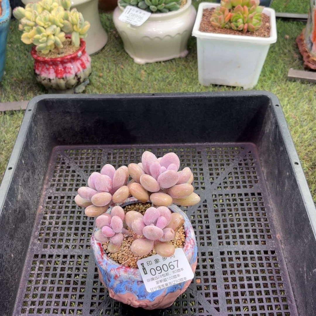 多肉植物09067dyg