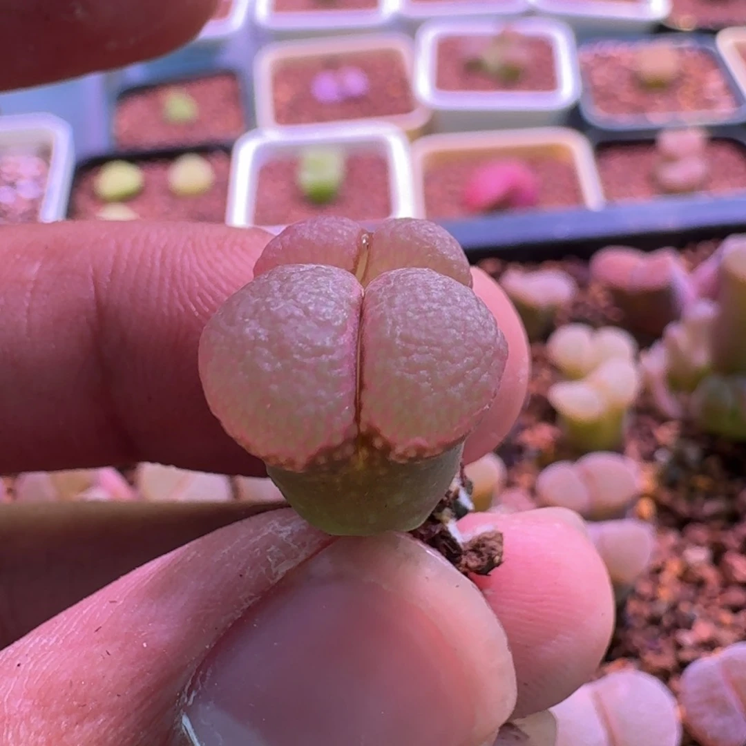 熊*汁云缦精品番杏29.48