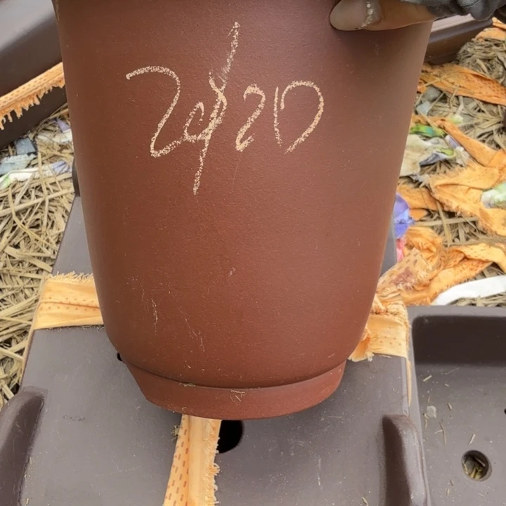 瑕疵吃完吸血虫瑕疵吃瑕疵吃