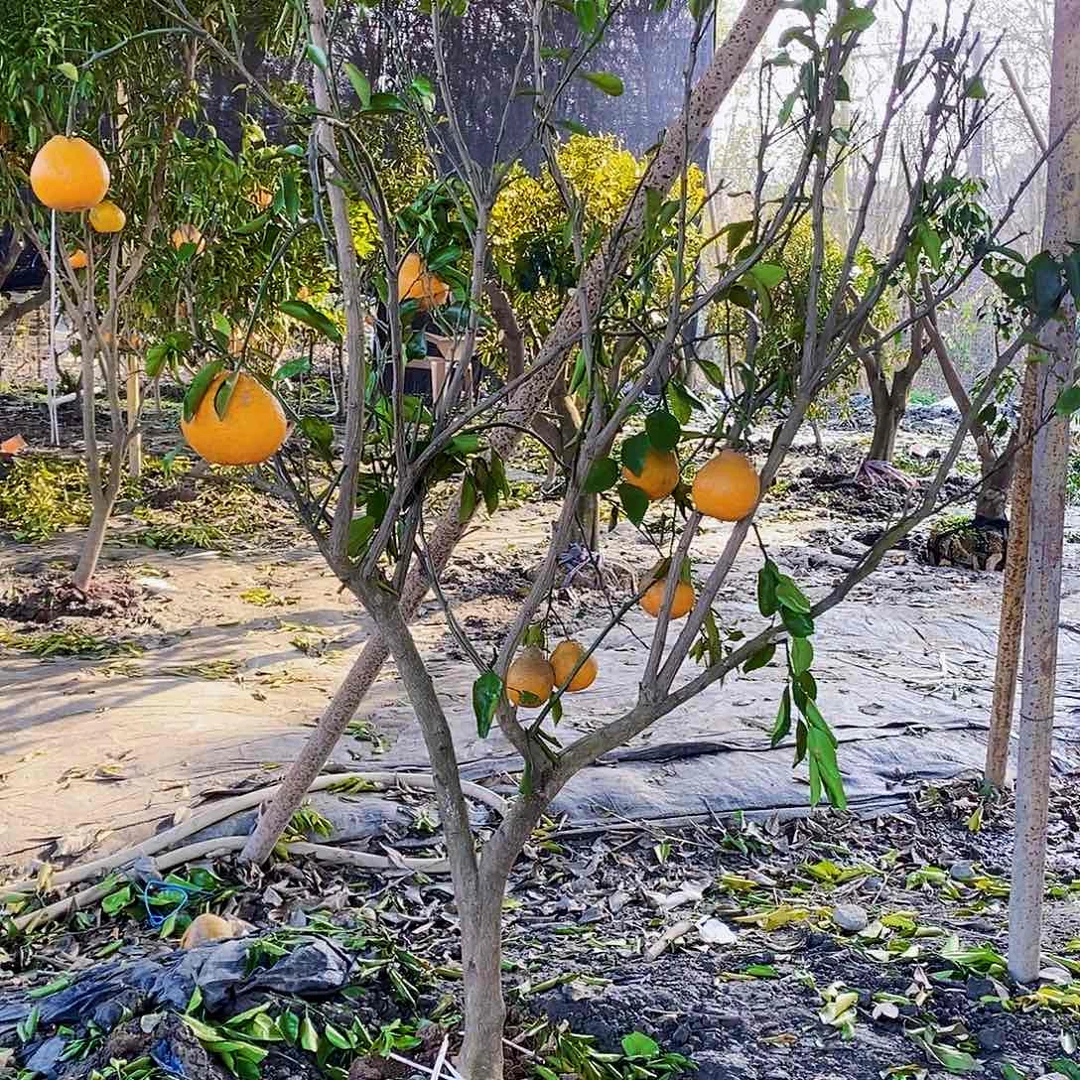 无花朵耙耙柑带果发货