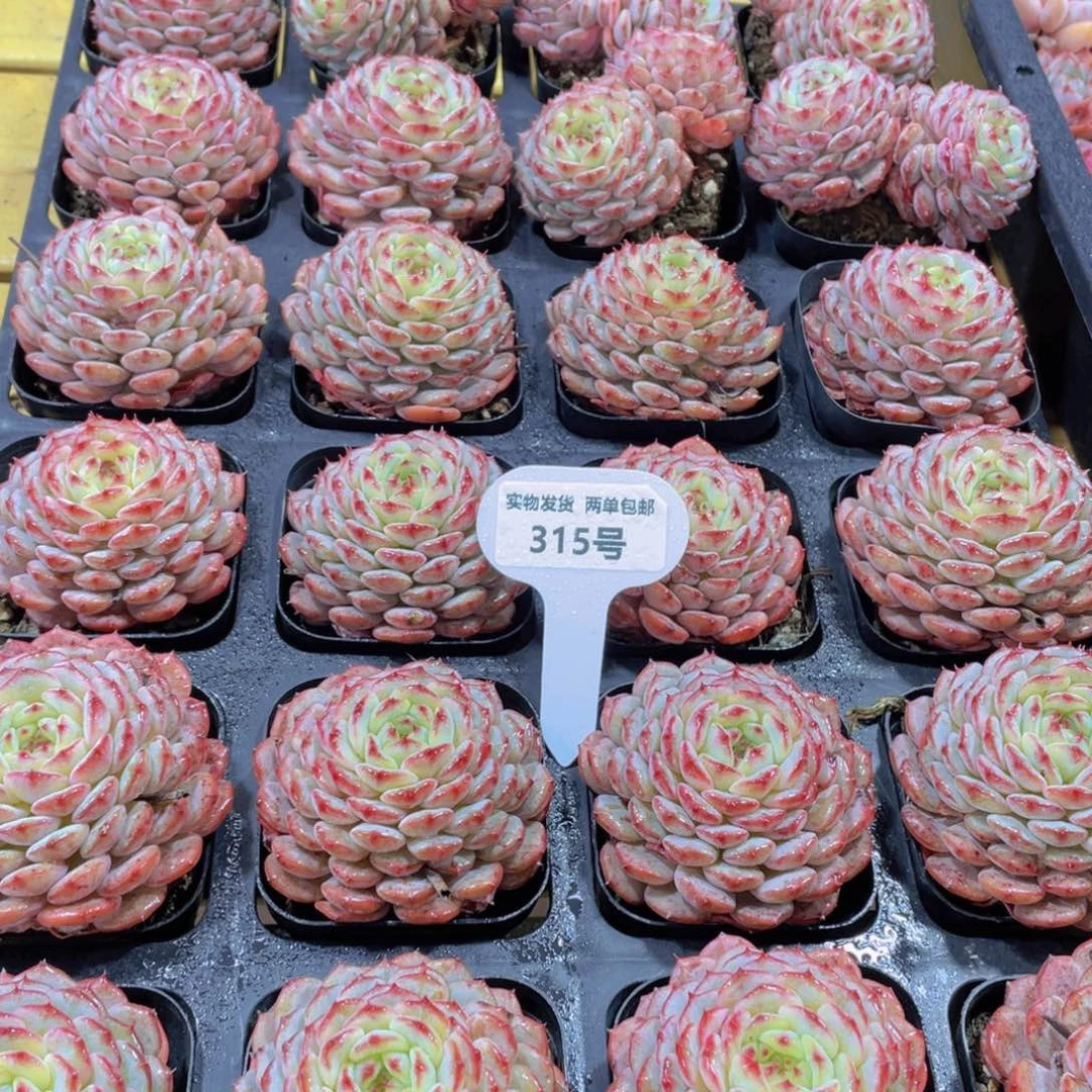 315号 白胖子多肉单头一个