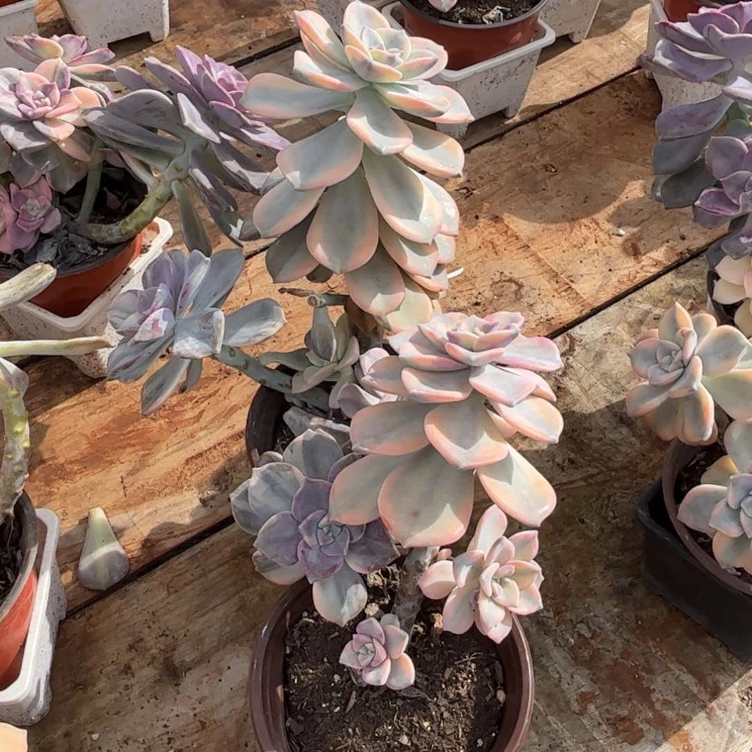 两颗紫乐锦多肉植物老桩