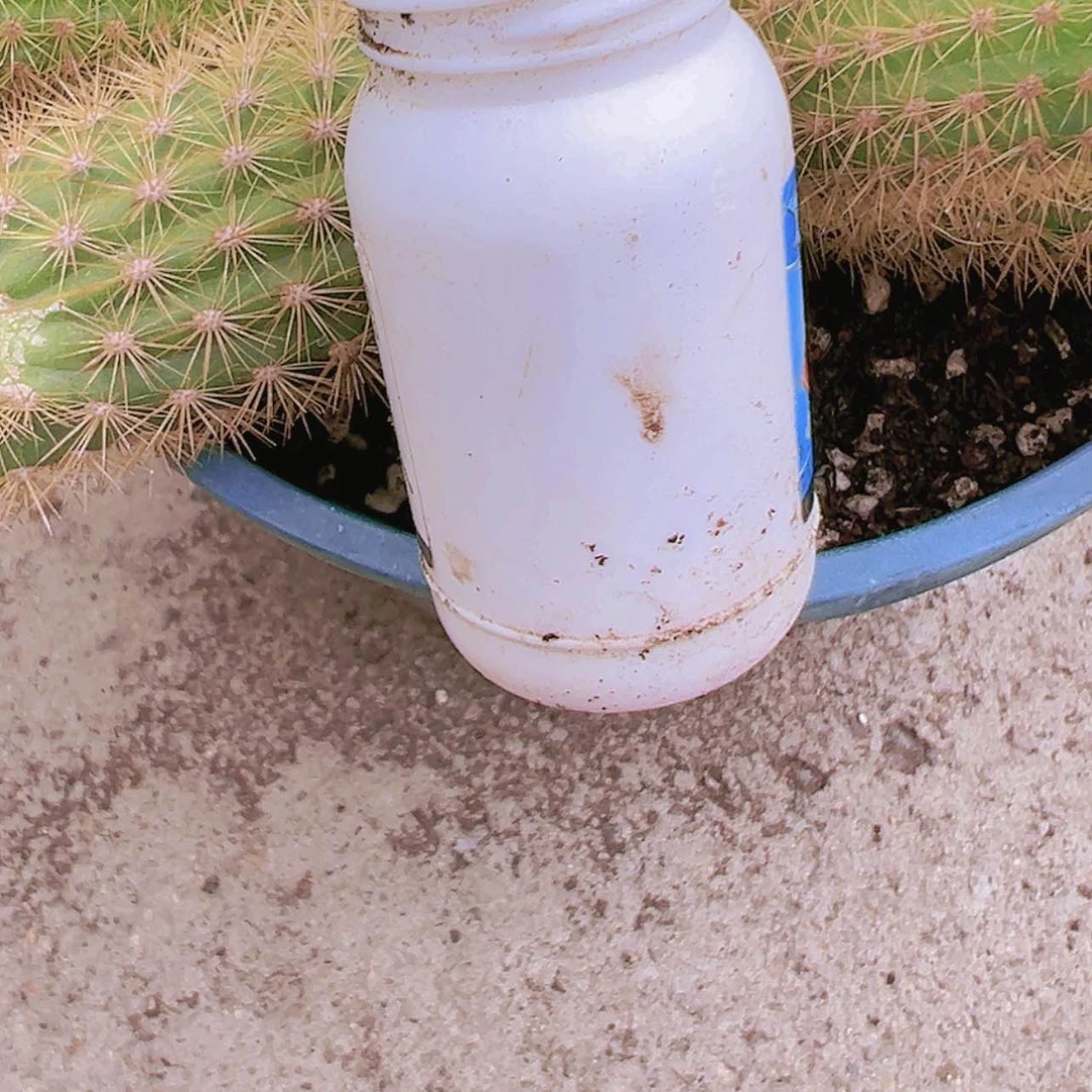 【闪购商品】自用杀菌多肉