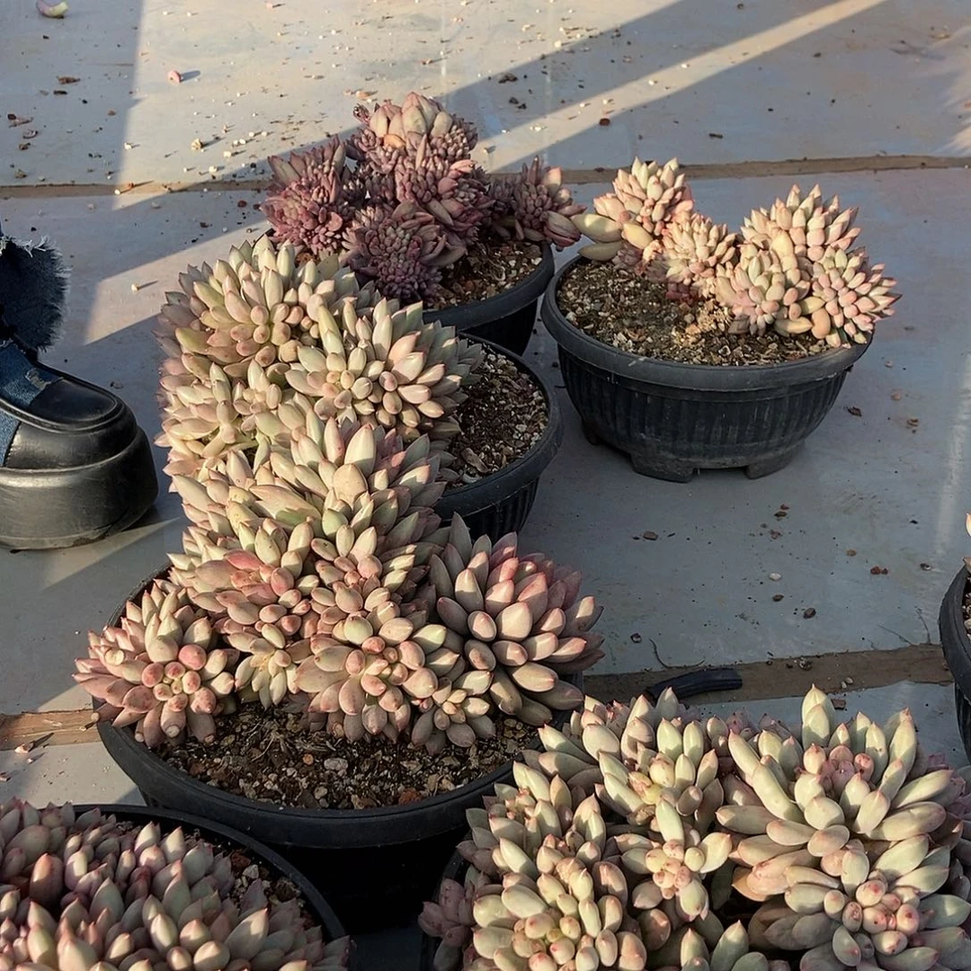 岩字随机发货10头