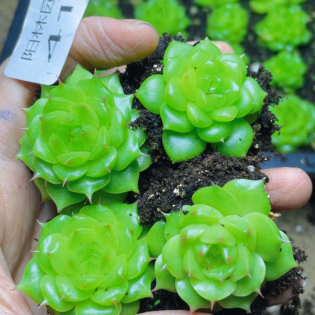 多肉植物多肉植物419