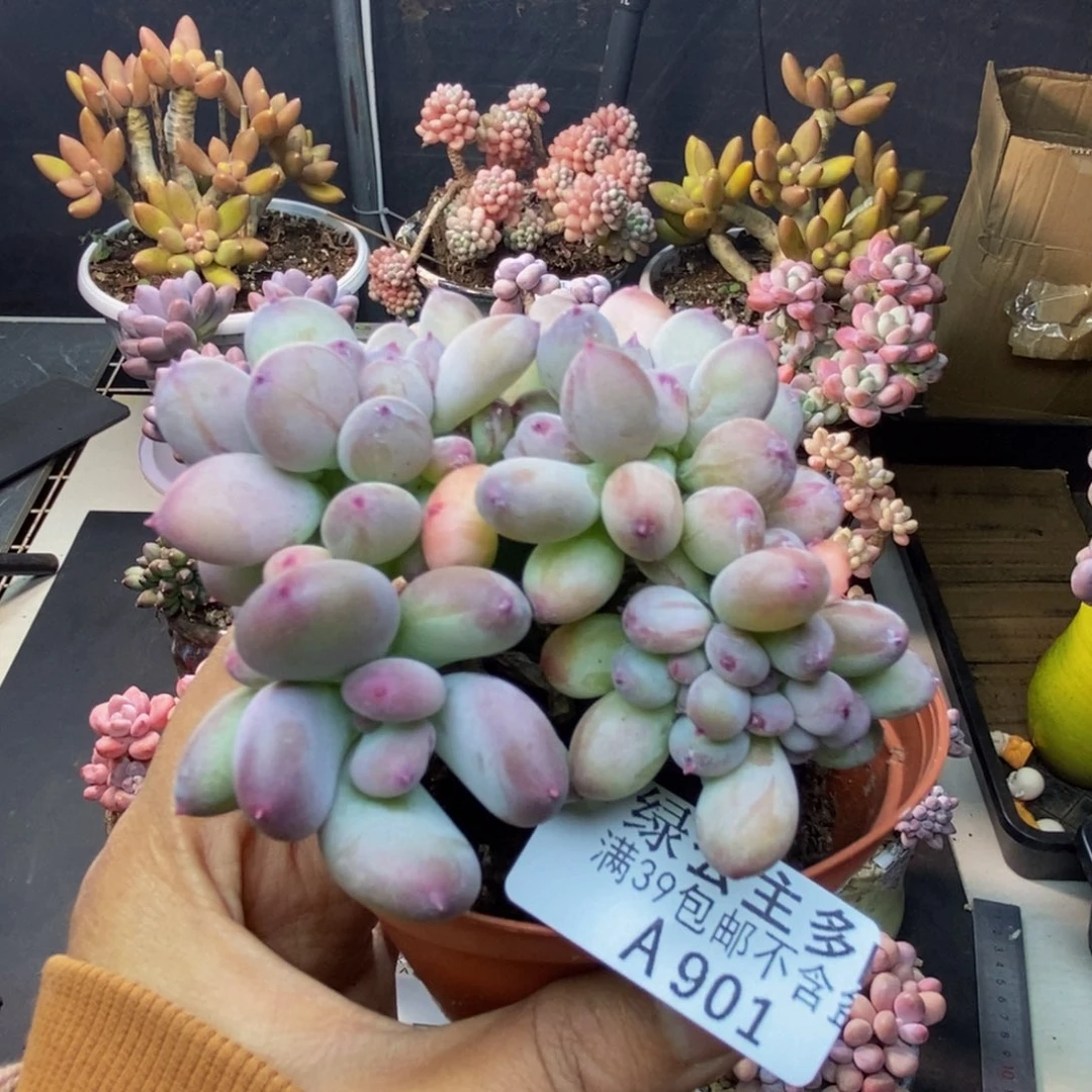 901苹果奶四代缀多肉7c m