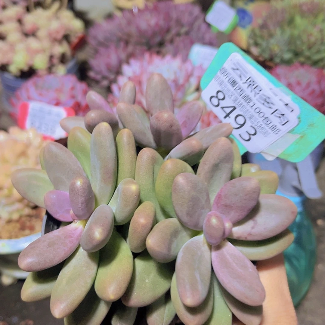 8493糖果。         多肉植物