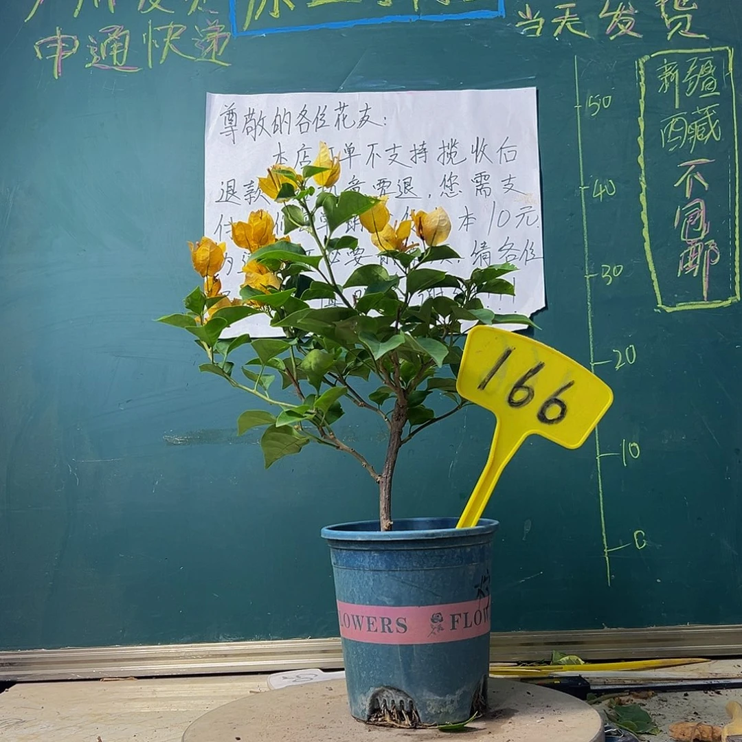 当前无花栽培后可以开花柠檬黄166