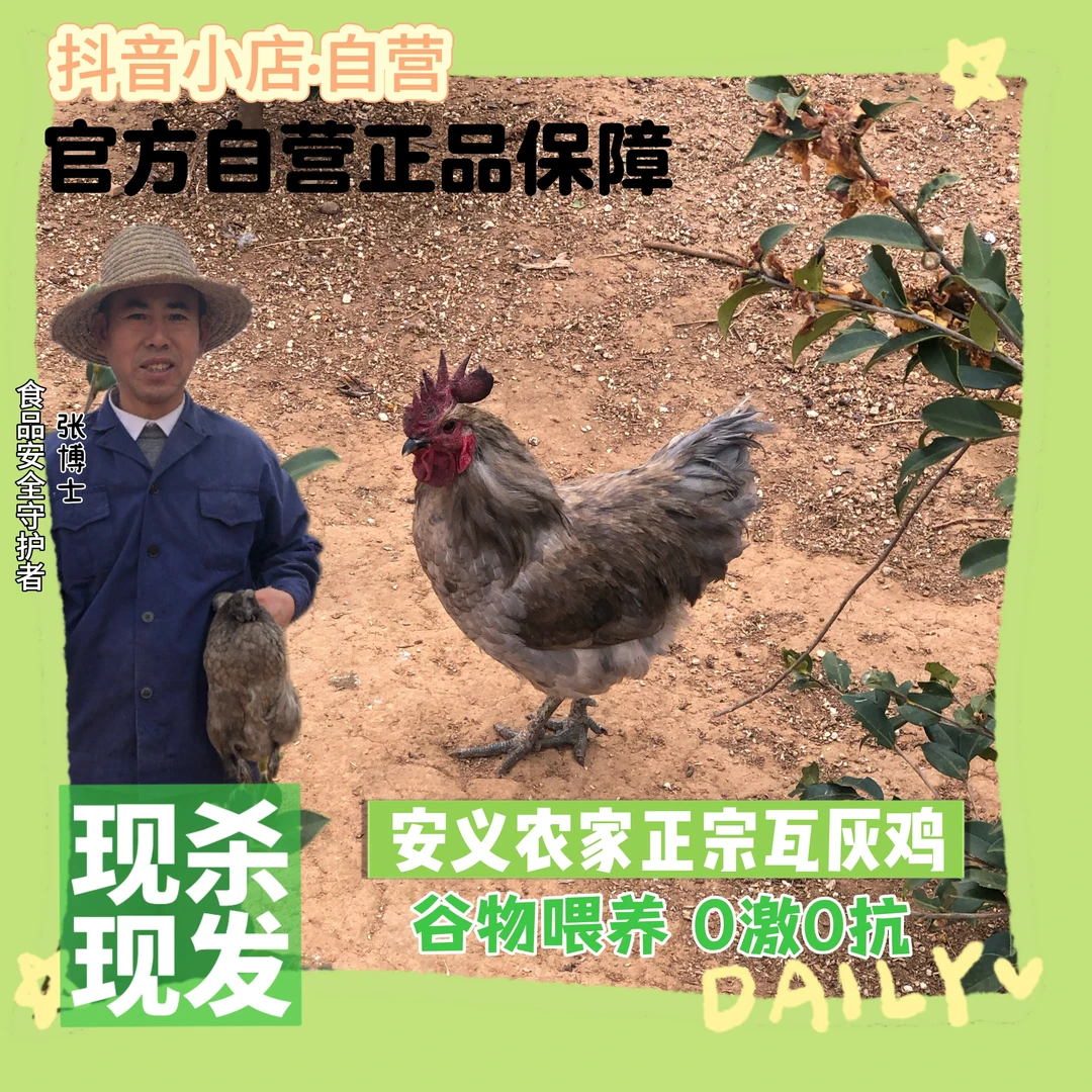 【瓦灰礼包】安义农家散养瓦灰老母鸡1只瓦灰鸡鸡蛋50枚