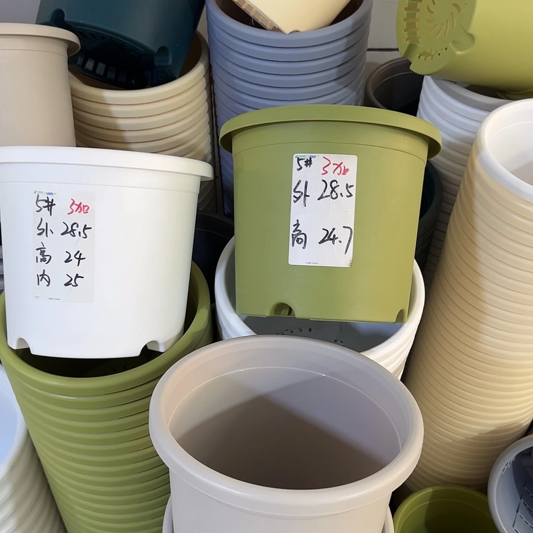 微瑕5号6个无托，果绿