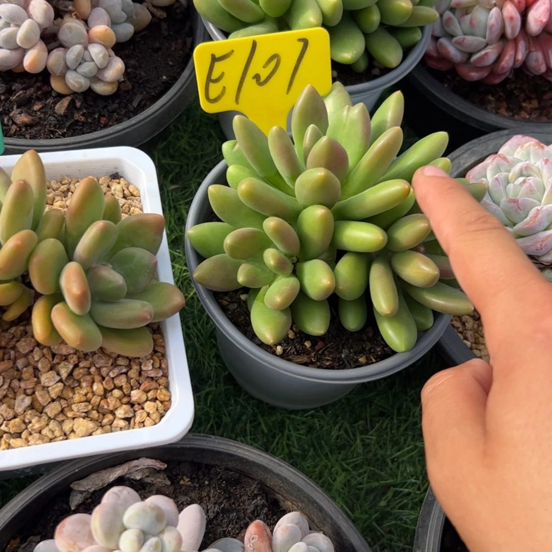 芒果奶多肉植物保护研究所