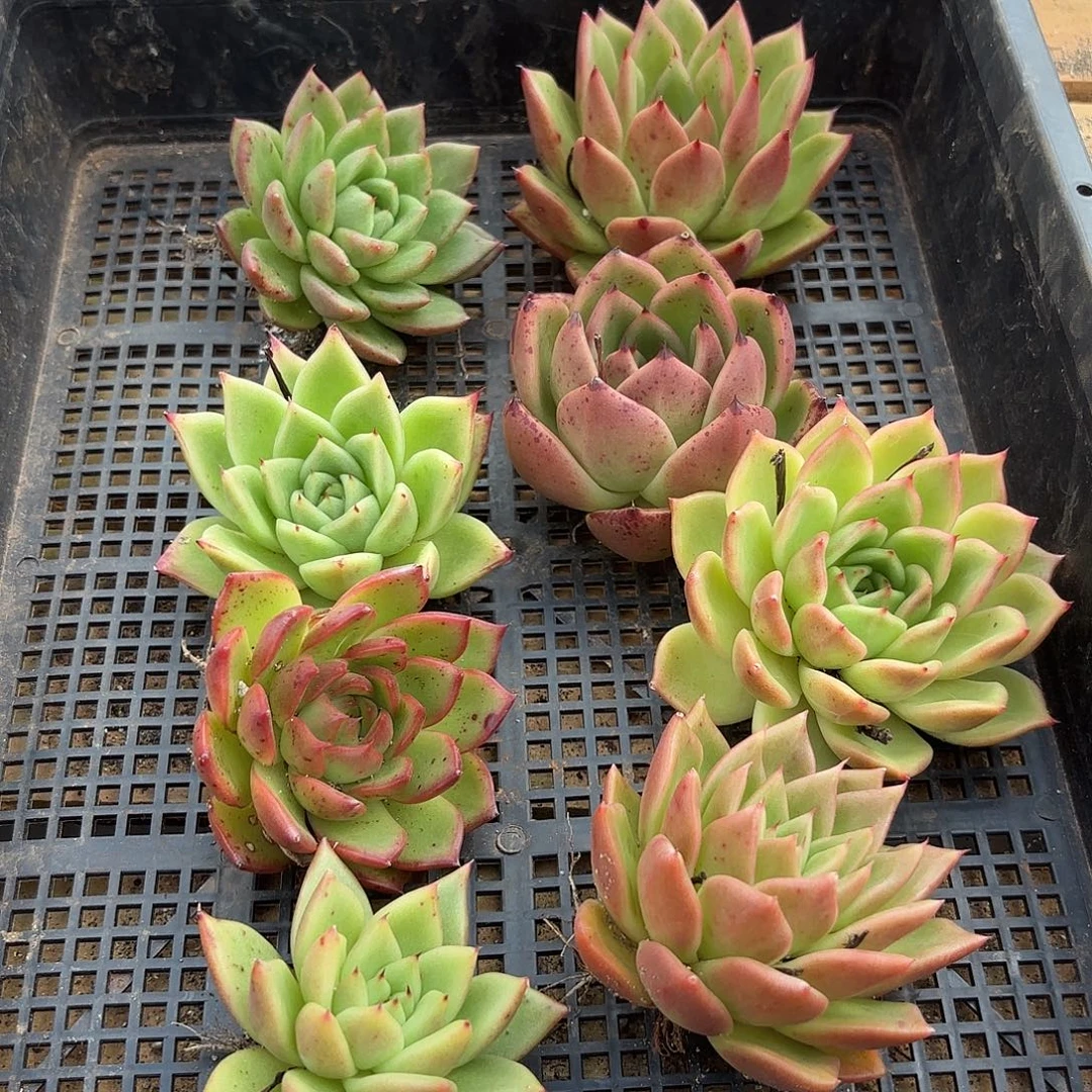 若如东云筐拍C072