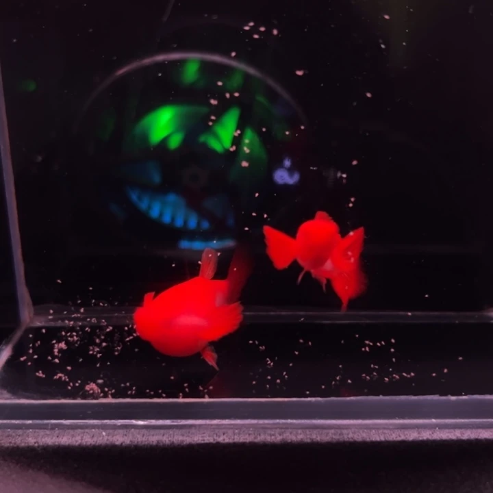 孔雀鱼延背红双粉水1对