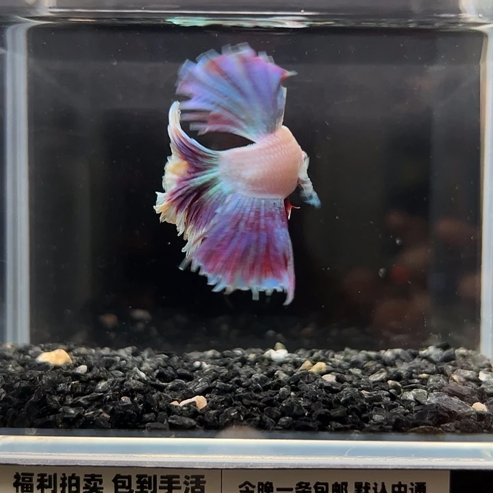 斗鱼竞拍跑单拉黑25日100