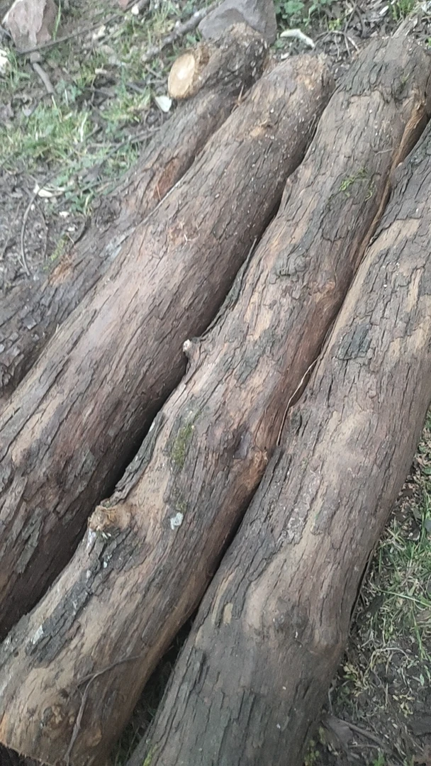 山木香 嫁接月季 玫瑰  扦插杆 老庄 大小都有尺寸 联系客服下单