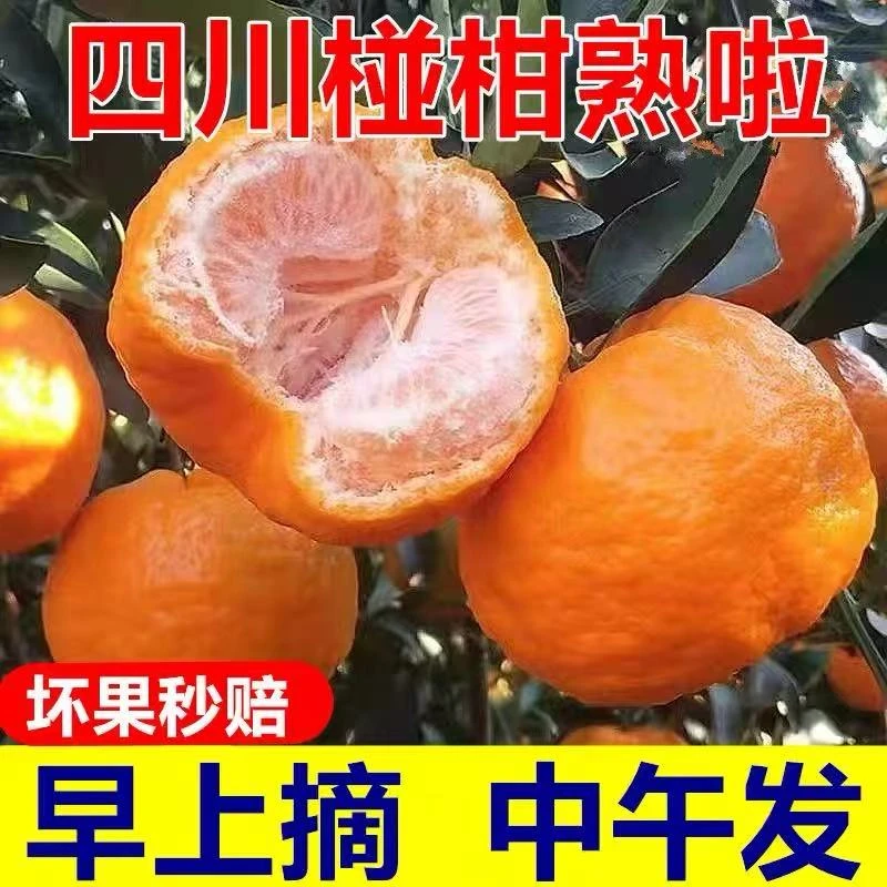 预售（甘蔗哥助农）四川青神碰柑新鲜桔子现摘现发农家种植当季芦柑