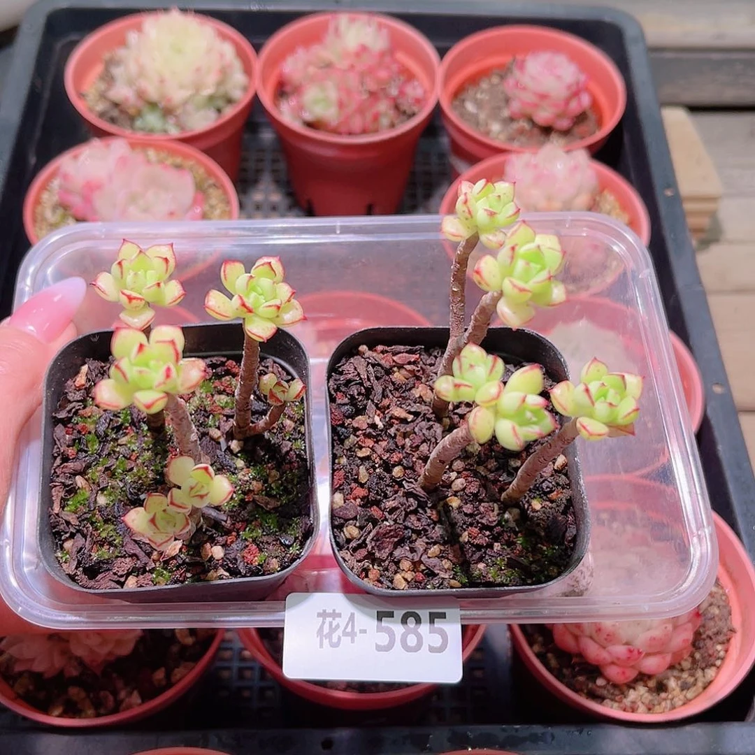 花利美4-585酥皮鸭2颗