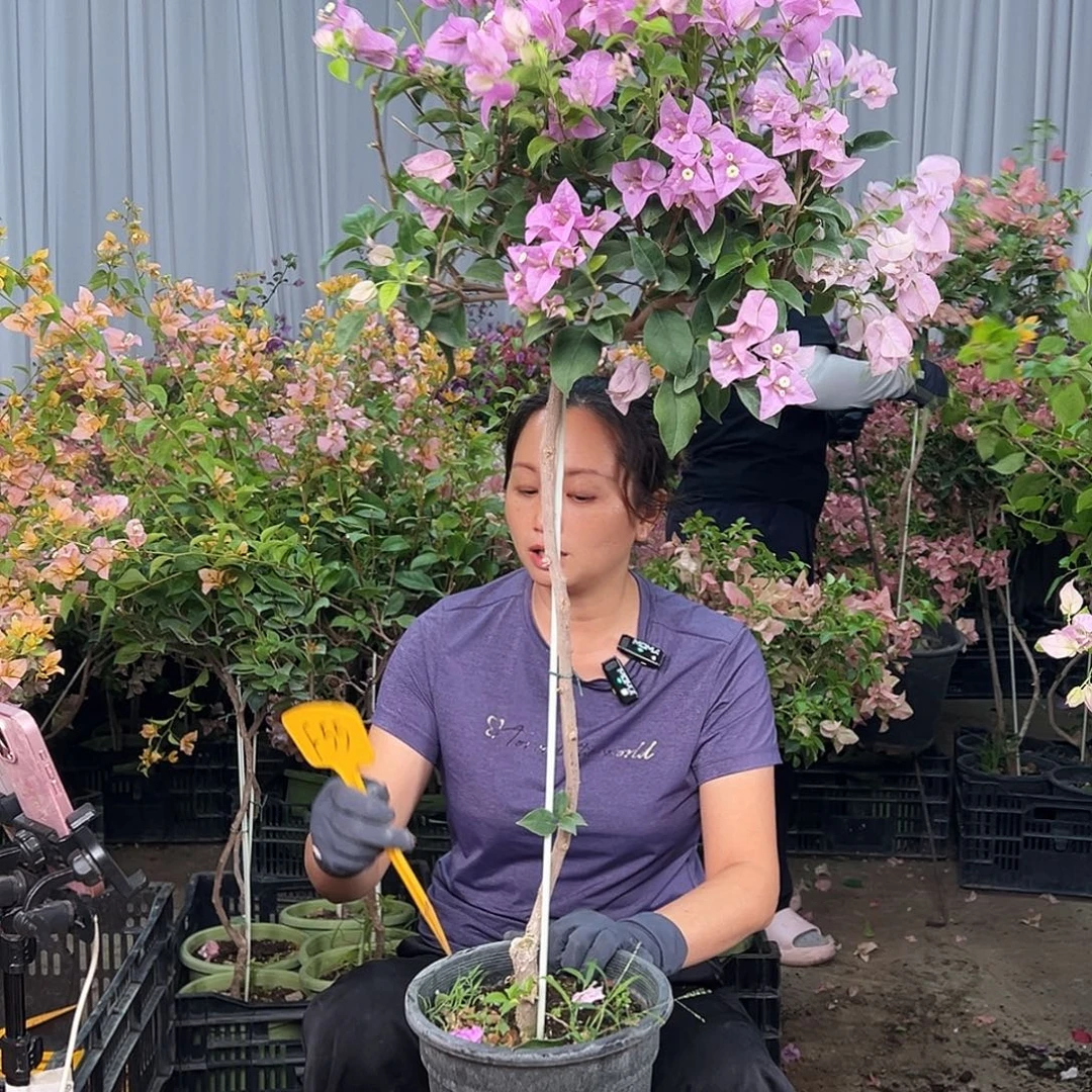 用***0大部分花苞少量开放F55巴西紫