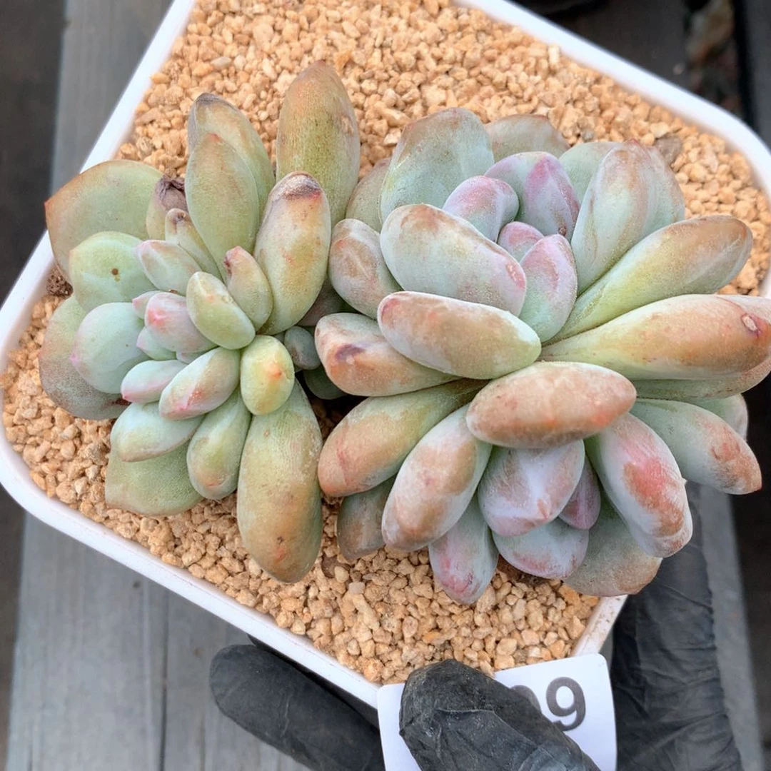 A409 售后范围：签收起7天内