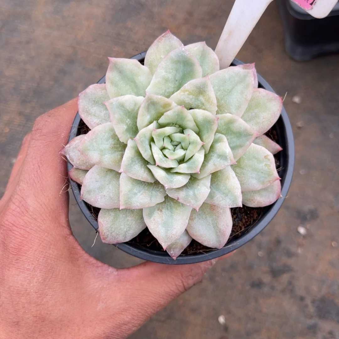 云尘多肉一物一拍1589