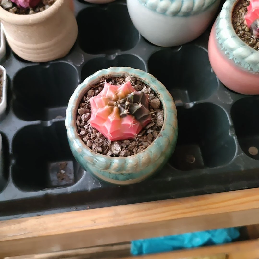 ?****?多肉法师锦肋骨牡丹锦两个