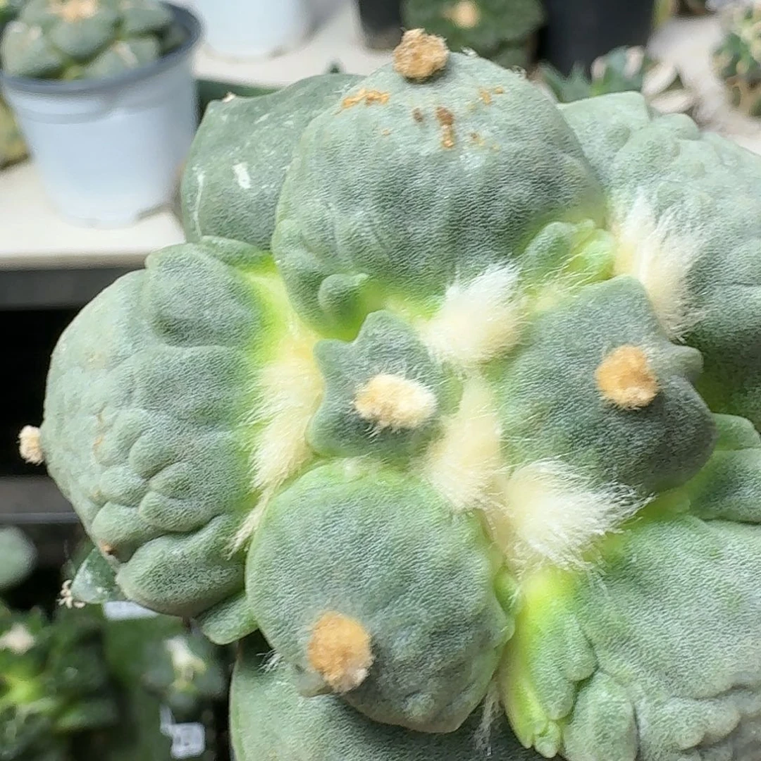 【闪购商品】无花朵用****3丸尤怒843