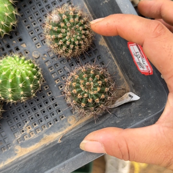 出***蜜夏乡无根菜蚜两公分左右2