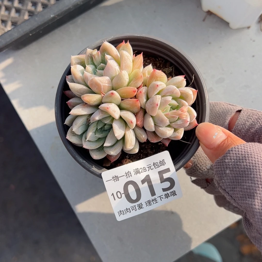 艾莎多肉多肉多肉多肉