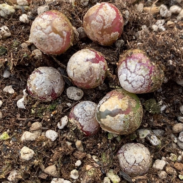 灯泡单头一颗一颗