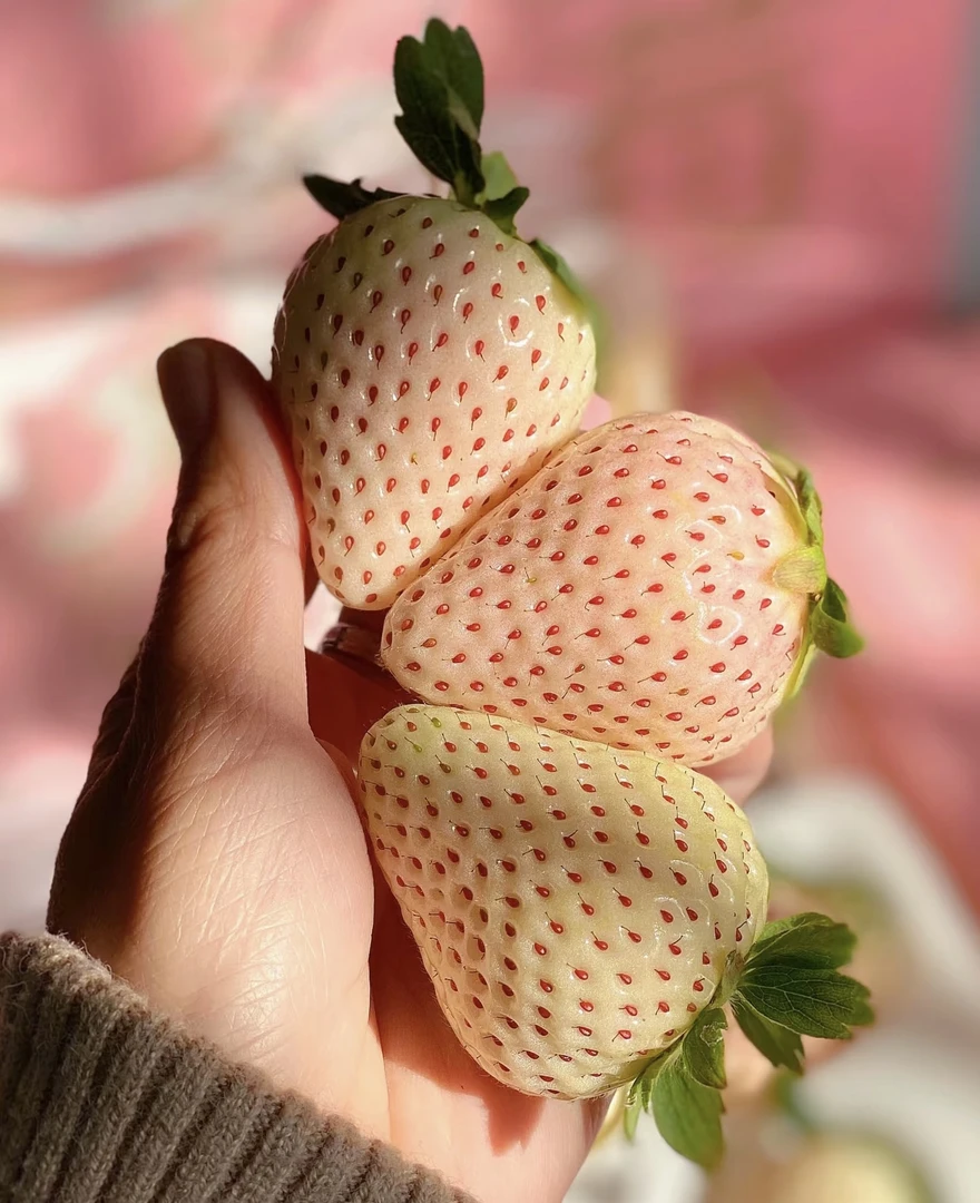 天使白草莓一盒装
