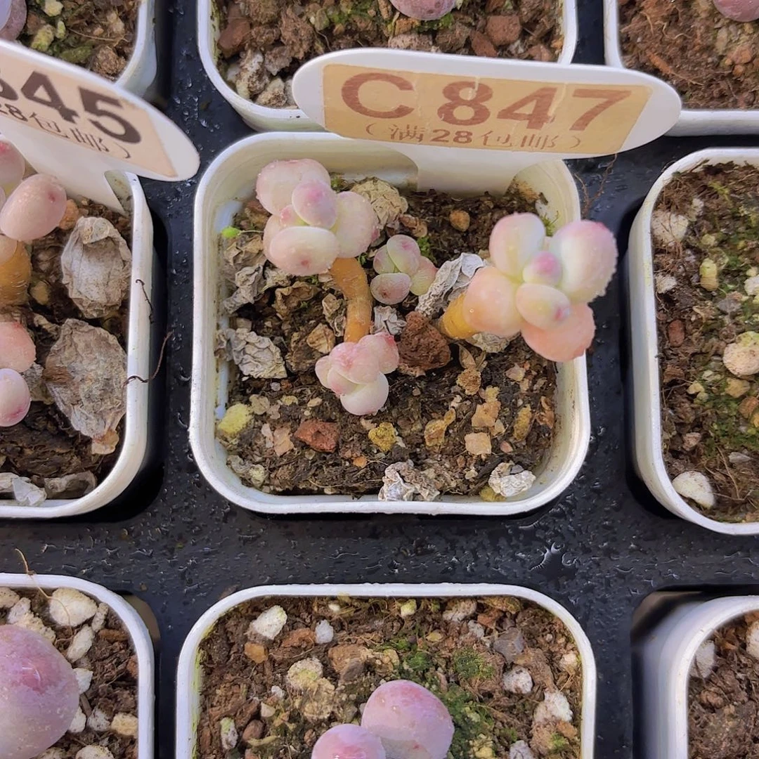 C847萤火虫一物语拍