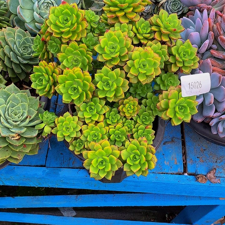 快***乐   迪亚玫瑰多肉15026