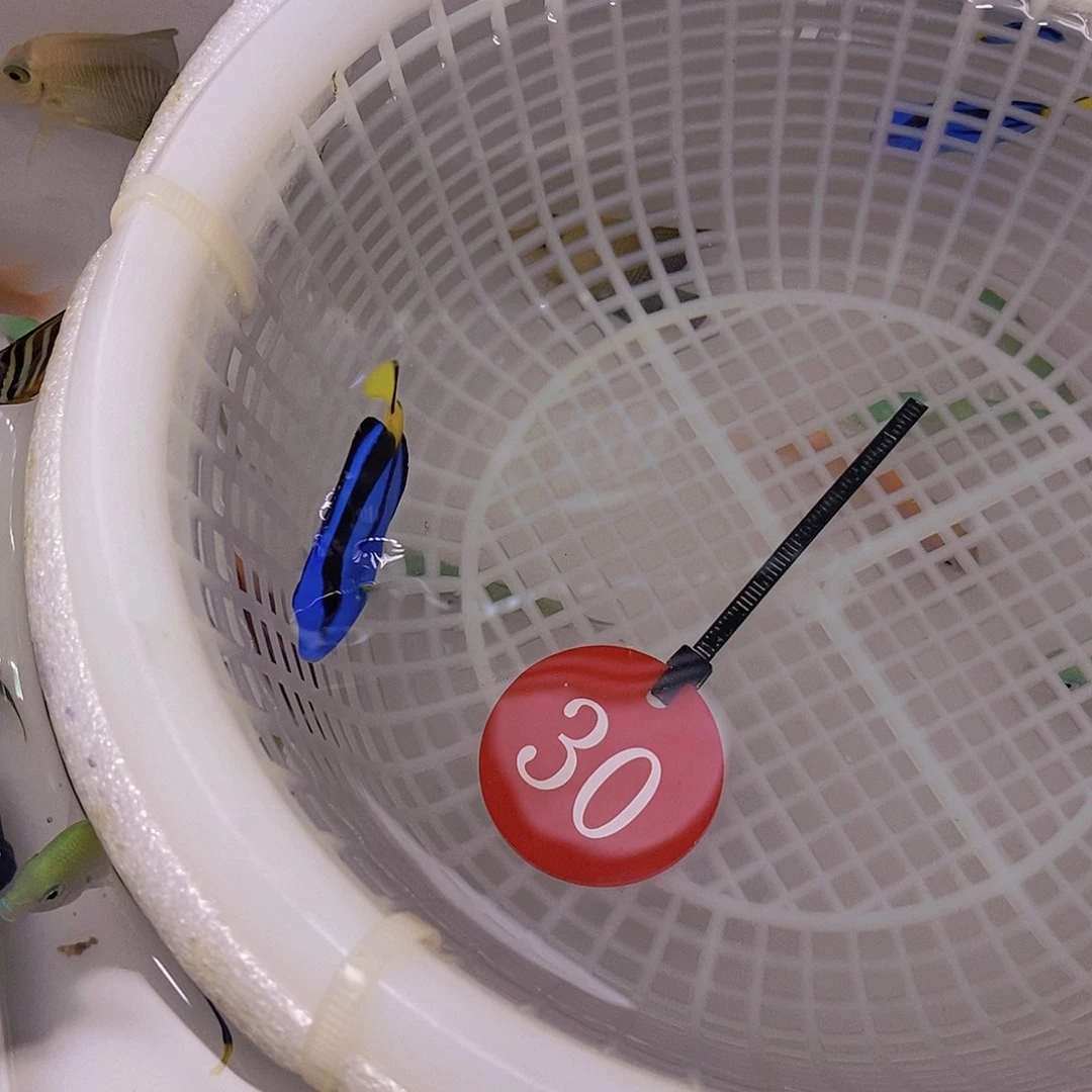 海水鱼蓝吊4公分左右，30牌