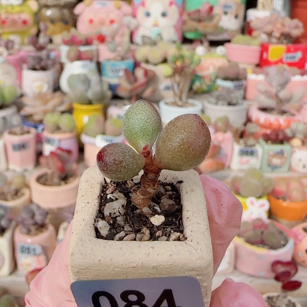 T水泡萤火虫盆口1.5cm
