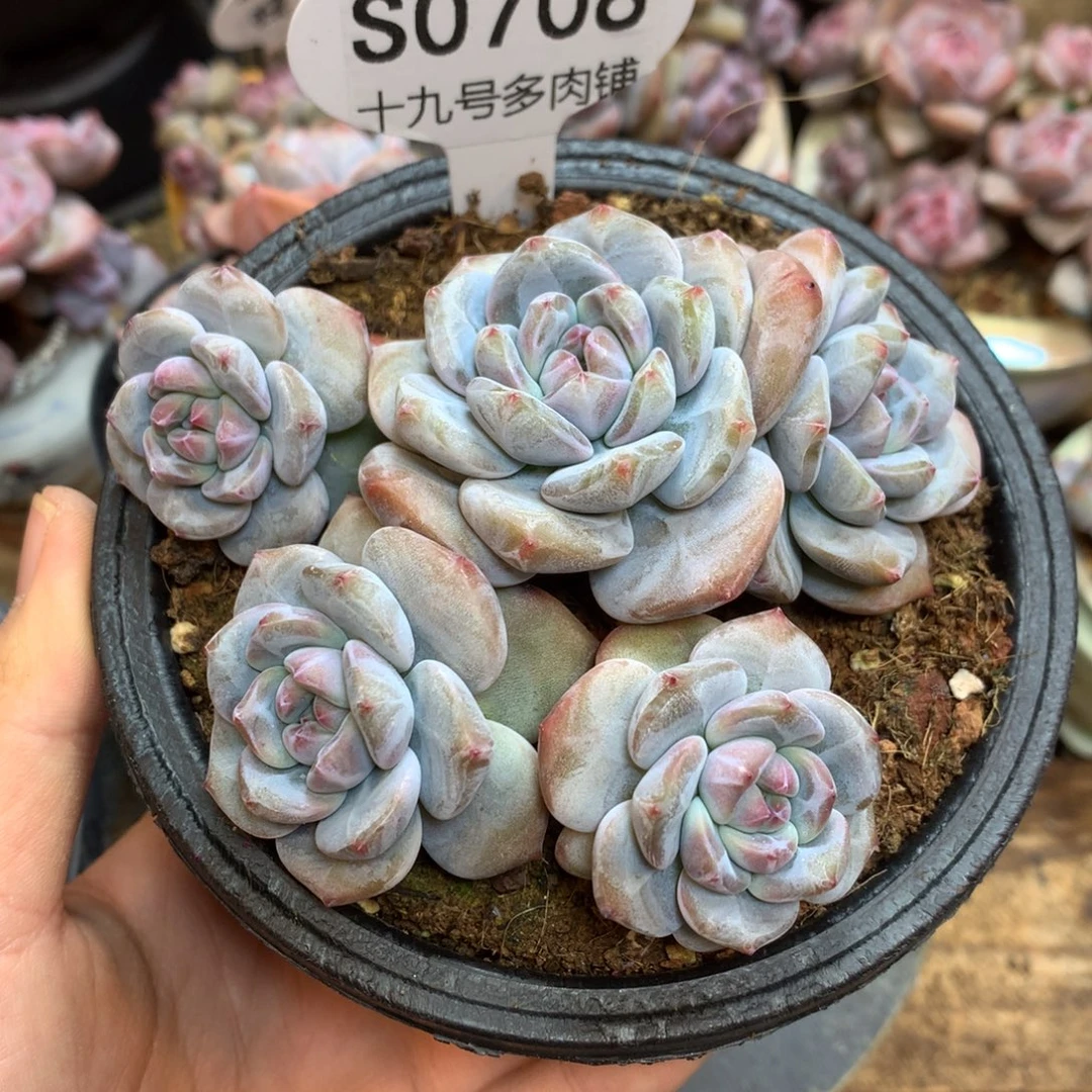 悠***7S0708 突尼斯 悠悠 专拍