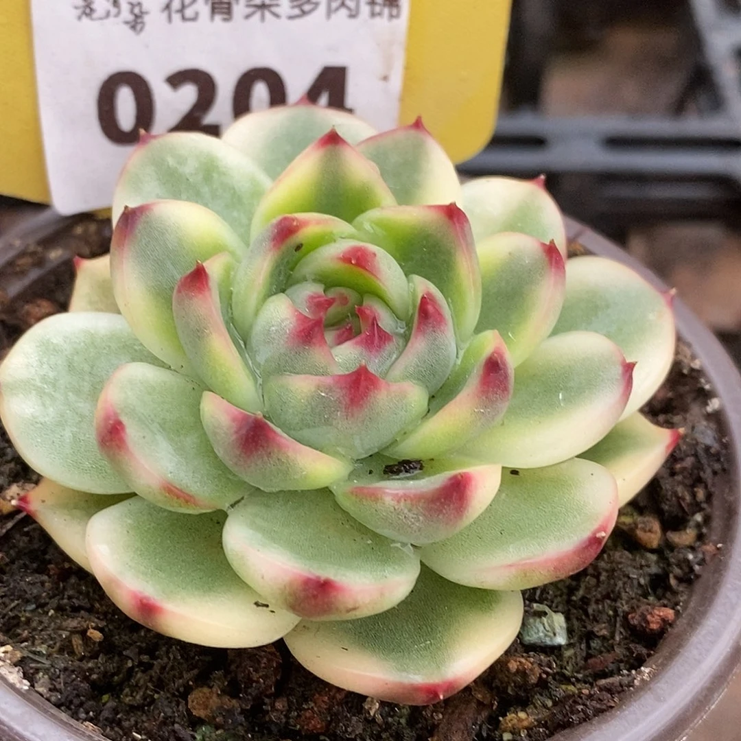 204月亮石带暗纹哈哈哈哈哈