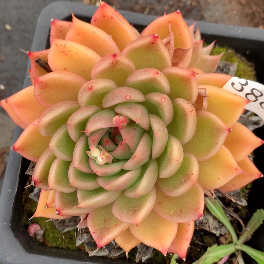 3885杂交多肉老桩