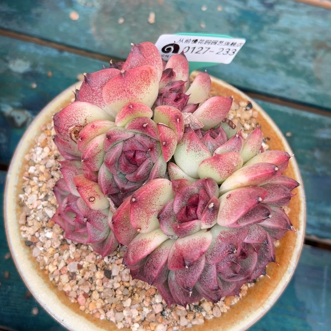 多肉一物一拍0127-233