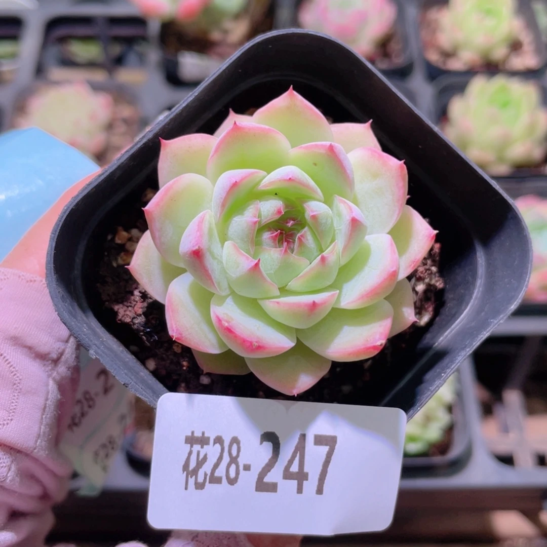 花利美28-247女王玫瑰