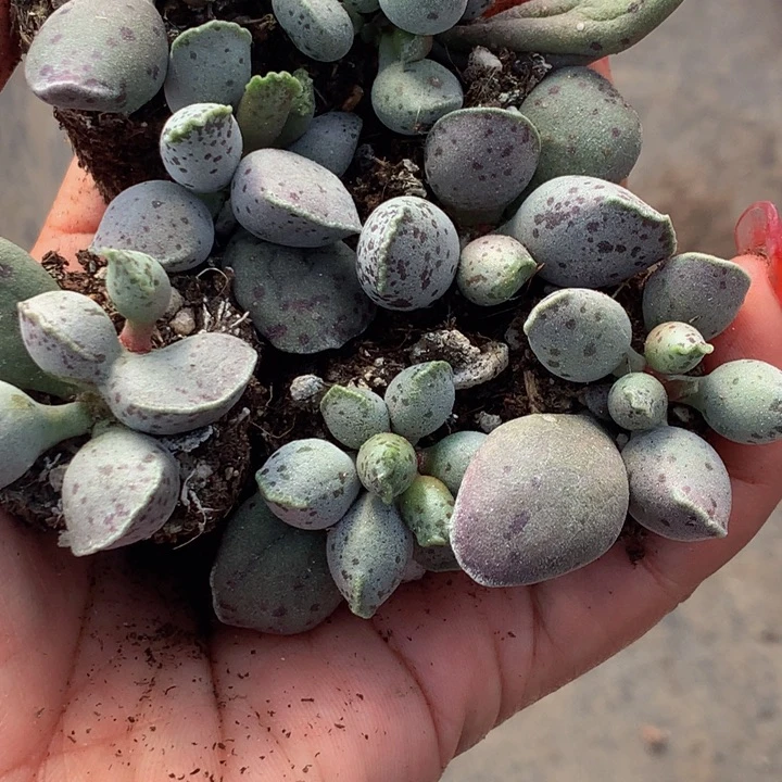 海豹7颗  （满9.99包邮不满9.99发叶子）