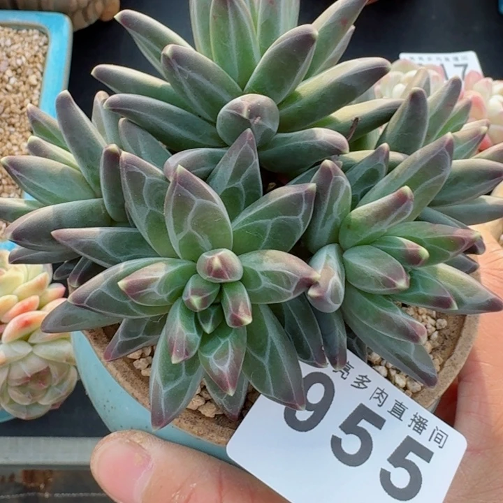 美人         精控精养多肉植物