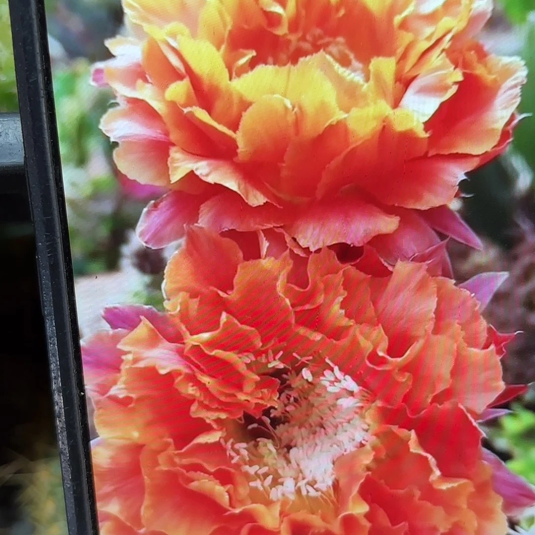 千层淑彩侧牙20包邮56