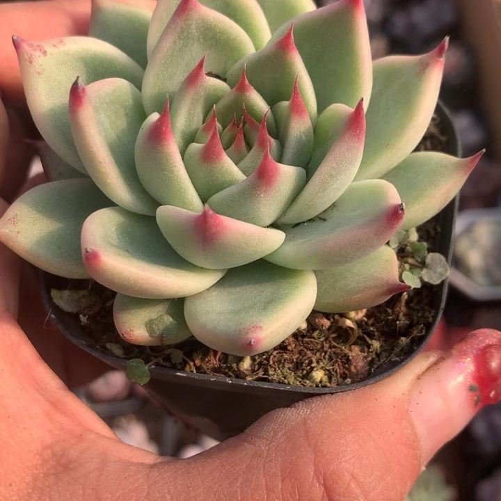 托斯卡小 （不满9.99发空盆需要拍保温不拍扣1颗多肉）